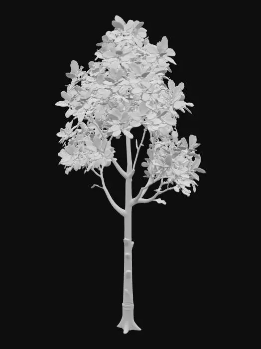3D model for A tall, slender birch tree, distinguished by its papery white bark that peels gently in thin strips, revealing subtle dark grey patterns beneath. Its delicate branches hold airy clusters of small, ovate leaves in a shimmering, light spring green.