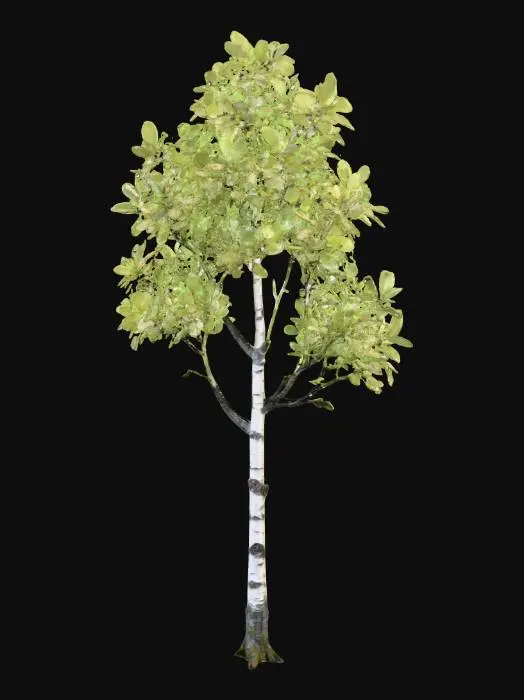 3D model for A tall, slender birch tree, distinguished by its papery white bark that peels gently in thin strips, revealing subtle dark grey patterns beneath. Its delicate branches hold airy clusters of small, ovate leaves in a shimmering, light spring green.