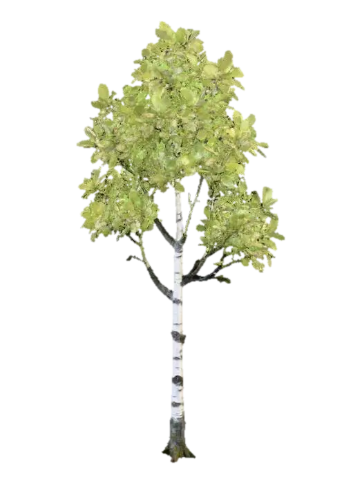A tall, slender birch tree, distinguished by its papery white bark that peels gently in thin strips,… - Forest AI 생성 3D 모델