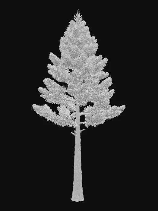 3D model for A towering pine tree, its straight, thick trunk covered in rough, reddish-brown bark with deep, irregular scales. Its dense, conical canopy is formed by long, dark green needles grouped in tight bundles. The bark feels dry and intensely coarse to the touch, while the needles are stiff and sharply pointed, creating a formidable presence.