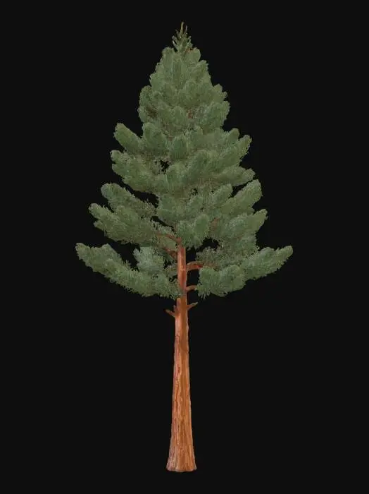 3D model for A towering pine tree, its straight, thick trunk covered in rough, reddish-brown bark with deep, irregular scales. Its dense, conical canopy is formed by long, dark green needles grouped in tight bundles. The bark feels dry and intensely coarse to the touch, while the needles are stiff and sharply pointed, creating a formidable presence.