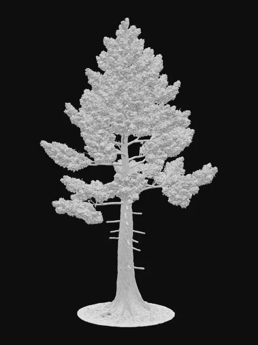 3D model for A towering pine tree, its straight, thick trunk covered in rough, reddish-brown bark with deep, irregular scales. Its dense, conical canopy is formed by long, dark green needles grouped in tight bundles. The bark feels dry and intensely coarse to the touch, while the needles are stiff and sharply pointed, creating a formidable presence.