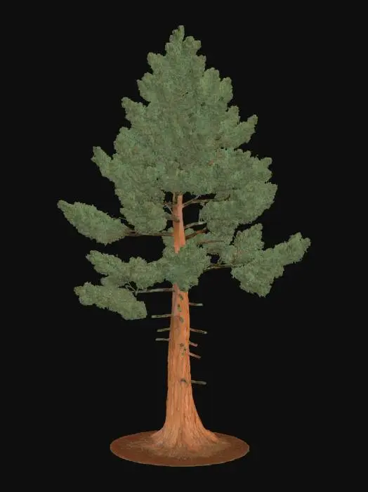 3D model for A towering pine tree, its straight, thick trunk covered in rough, reddish-brown bark with deep, irregular scales. Its dense, conical canopy is formed by long, dark green needles grouped in tight bundles. The bark feels dry and intensely coarse to the touch, while the needles are stiff and sharply pointed, creating a formidable presence.