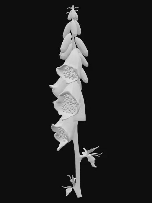 3D model for A vibrant forest plant, a wild foxglove, with a tall, rigid central stalk of a pale, fuzzy green, tapering upwards. Adorning this stalk are numerous bell-shaped flowers, hanging downwards, in shades of deep fuchsia and soft lavender, each with intricate dark spots inside. The flowers feel velvety and soft, while the stem is rough and hairy to the touch, creating a striking vertical accent of color and texture.