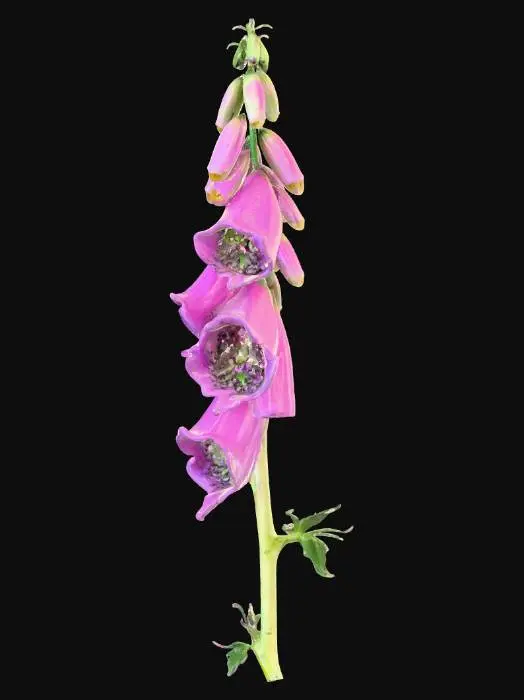 3D model for A vibrant forest plant, a wild foxglove, with a tall, rigid central stalk of a pale, fuzzy green, tapering upwards. Adorning this stalk are numerous bell-shaped flowers, hanging downwards, in shades of deep fuchsia and soft lavender, each with intricate dark spots inside. The flowers feel velvety and soft, while the stem is rough and hairy to the touch, creating a striking vertical accent of color and texture.