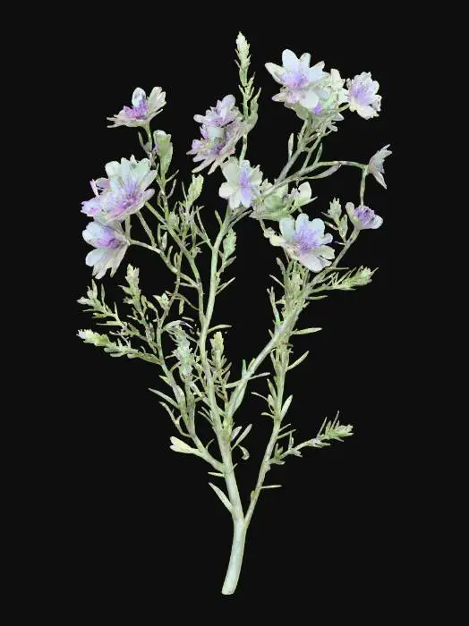 3D model for A sprawling forest bush, its slender, arching branches covered in fine, bristly hairs. Small, delicate leaves of a pale, muted green provide a soft, airy texture. Scattered along its branches are clusters of tiny, star-shaped purple blossoms, their petals papery and fragile. The branches feel flexible but slightly rough, creating a graceful, undulating form that adds subtle color and texture to the forest floor.