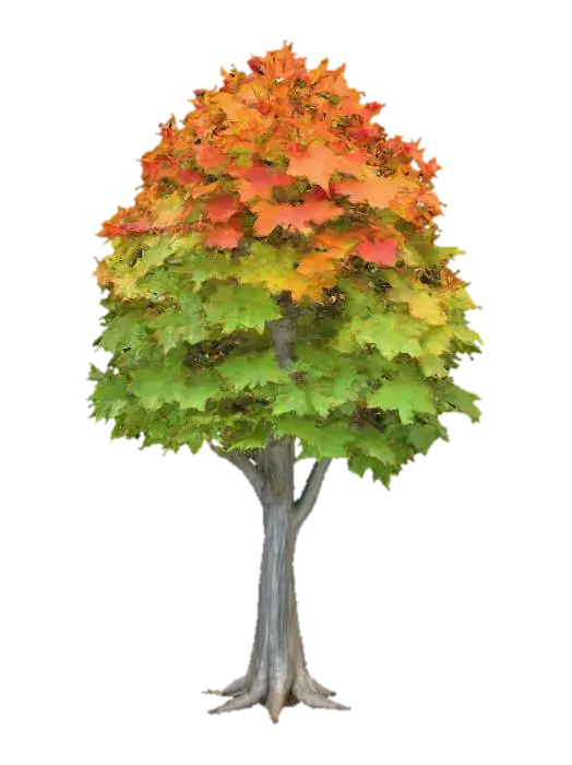 3D-модель A sturdy maple tree, its stout trunk covered in rough, light grey bark that develops… - Foliage, згенерована ШІ