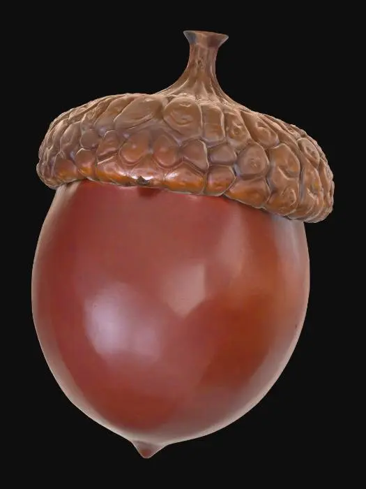 3D model for A classic acorn, plump and oval-shaped, encased in a smooth, glossy, dark reddish-brown shell that tapers to a small, pointed tip. Its rough, scaly cap, a lighter brown, snugly covers the top third, feeling dry and textured. The shell is hard and unyielding, while the cap feels brittle and slightly rough to the touch. This robust, perfectly formed seed embodies a simple, earthy charm.