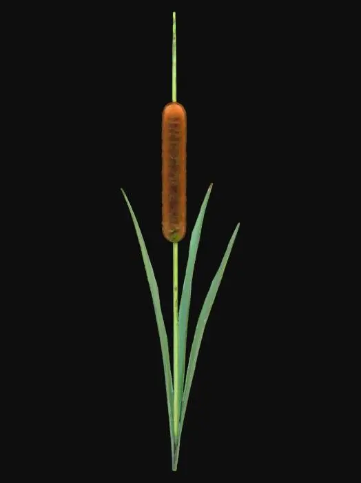 3D model for A tall, upright cattail plant emerges from the pond's edge, featuring a single, sturdy green stalk that tapers upwards. At its apex, a distinctive, cylindrical brown flower head, resembling velvet, stands erect. Long, slender, sword-like leaves of a muted green sprout from the base, feeling firm and smooth. The flower head feels soft and fuzzy, while the stalk is rigid and cool, creating a prominent, vertical accent in the pond.