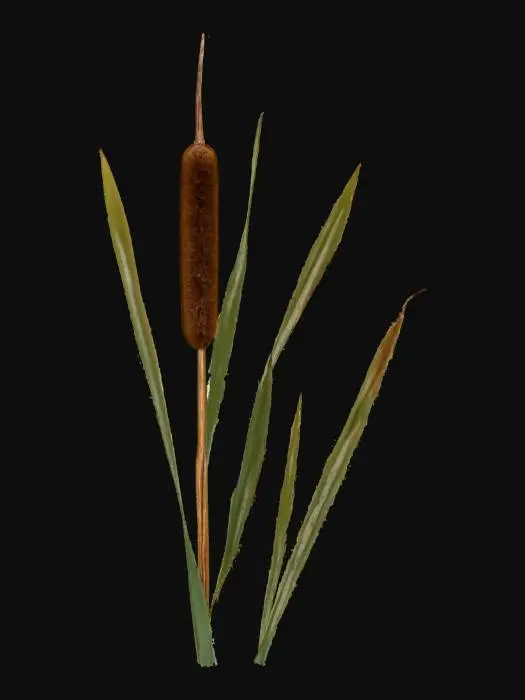 3D model for Cattail Serenity