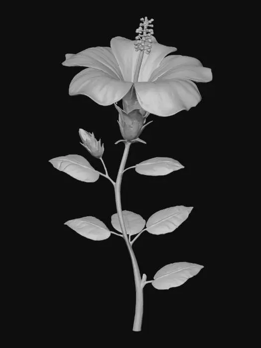 3D model for Luminous Hibiscus