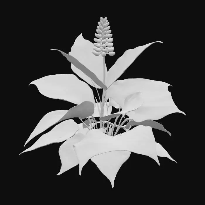 3D model for A hosta plant features broad, heart-shaped leaves that emerge in a lush clump. Their surface is a deep, variegated green with creamy white margins, and prominent, parallel veins give them a subtle corrugated texture. The leaves feel smooth and cool to the touch, yet thick and slightly rubbery. A slender, upright stalk bears delicate, bell-shaped lavender flowers, adding a soft, elegant touch to its robust foliage.
