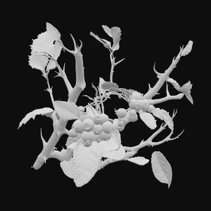 3D model for A thorny forest shrub with stiff, woody stems of a dark, reddish-brown, from which numerous sharp, conical thorns protrude. Its small, oval leaves are a dull, dark green, almost leathery. Small, inconspicuous berries, round and deep crimson, ripen in clusters.