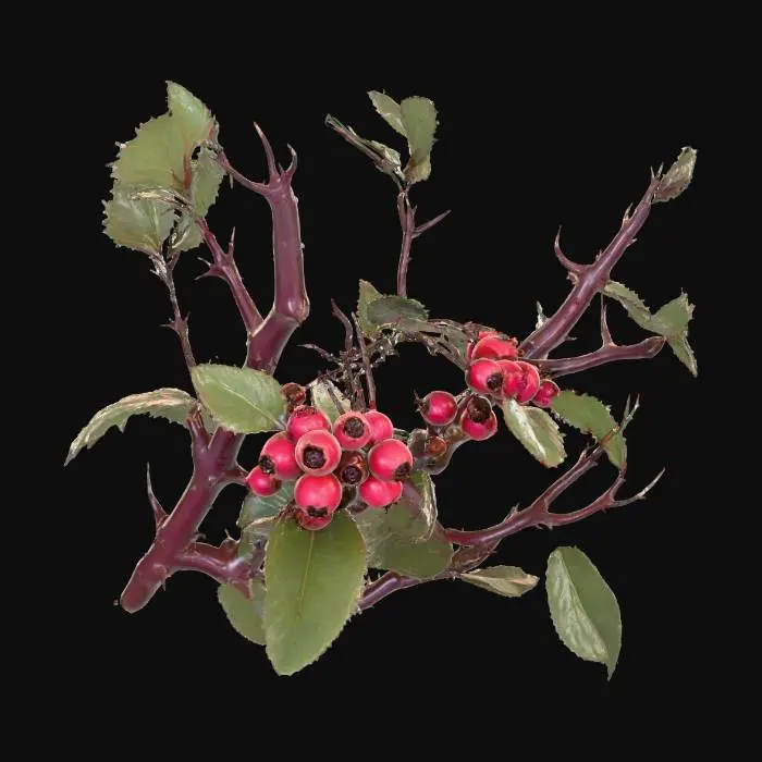 3D model for A thorny forest shrub with stiff, woody stems of a dark, reddish-brown, from which numerous sharp, conical thorns protrude. Its small, oval leaves are a dull, dark green, almost leathery. Small, inconspicuous berries, round and deep crimson, ripen in clusters.