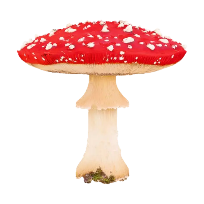 A prominent, classic toadstool mushroom, featuring a broad, domed cap of vibrant… - Stem 3D model, vytvořený pomocí AI