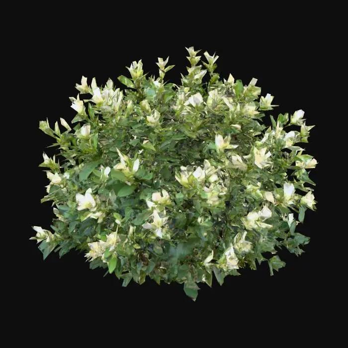 3D model for A dense forest shrub with woody, intertwining stems forming a compact, rounded bush. Its ovate leaves are a deep, glossy emerald green, thick and slightly leathery to the touch. Clusters of small, bell-shaped white flowers with faint yellow centers bloom sparsely among the foliage, their petals feeling delicate and waxy. The stems are rigid and rough, providing a solid, verdant presence in the undergrowth.