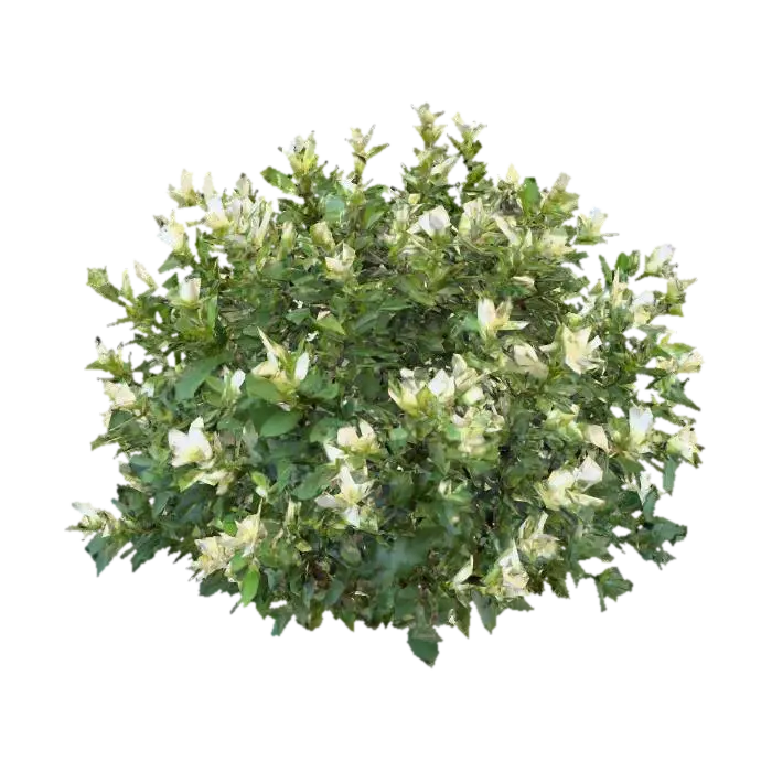 3D-модель A dense forest shrub with woody, intertwining stems forming a compact, rounded bush.… - Foliage, згенерована ШІ