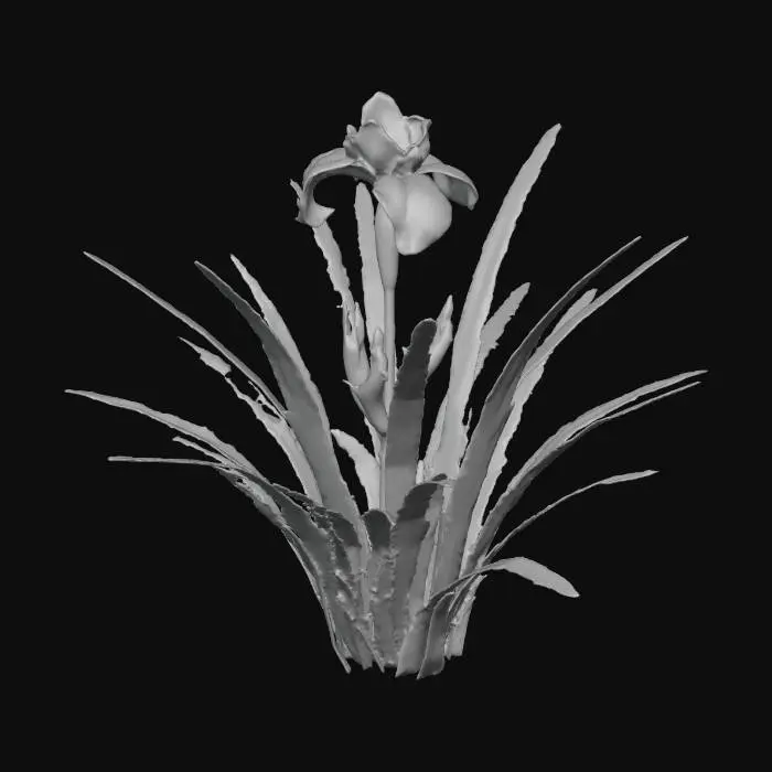 3D model for Iris Blooming