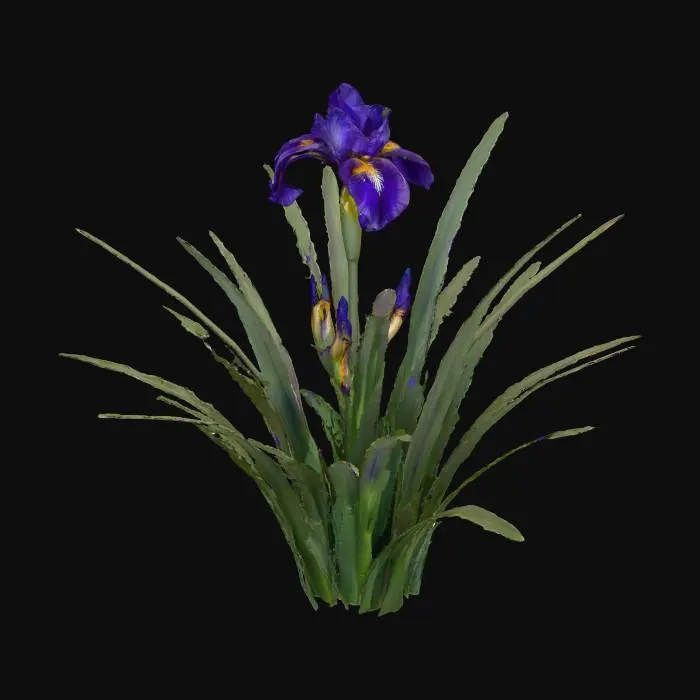 3D model for Iris Blooming