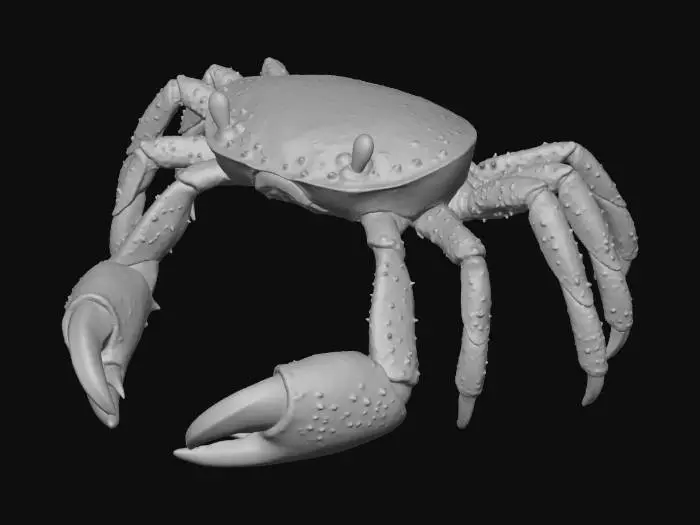 3D model for Crab
