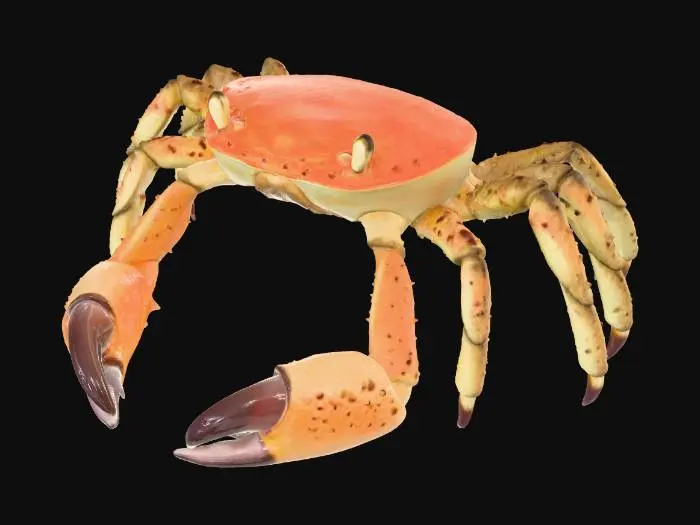 3D model for Crab