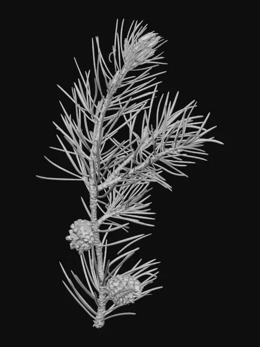 3D model for Pine Branch with Cones