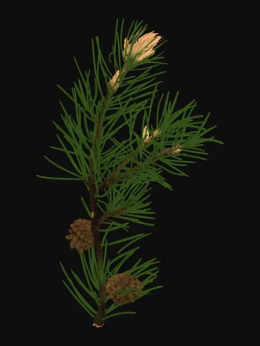 3D model for Pine Branch with Cones