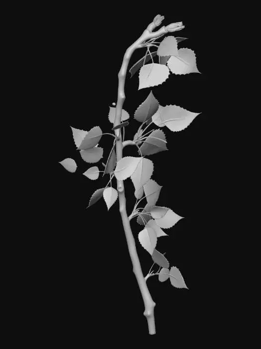 3D model for Plains Cottonwood branch