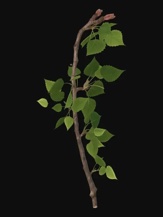3D model for Plains Cottonwood branch