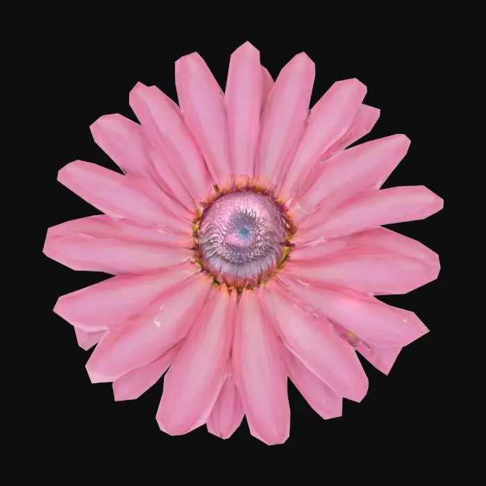 3D model for A single, fully bloomed pink daisy with delicate, elongated petals radiating from a central dark brown disc. The petals are slightly curved and have a soft, velvety texture.