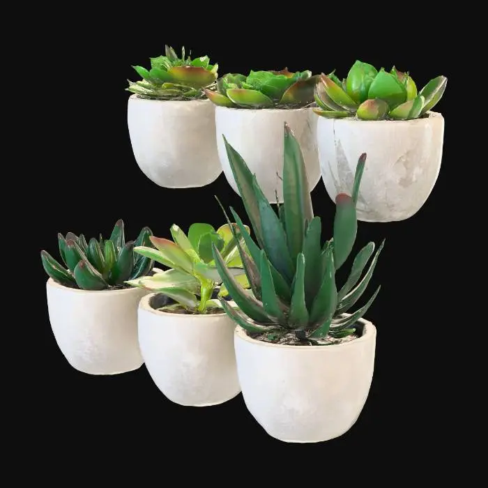 3D model for Succulent Serenity