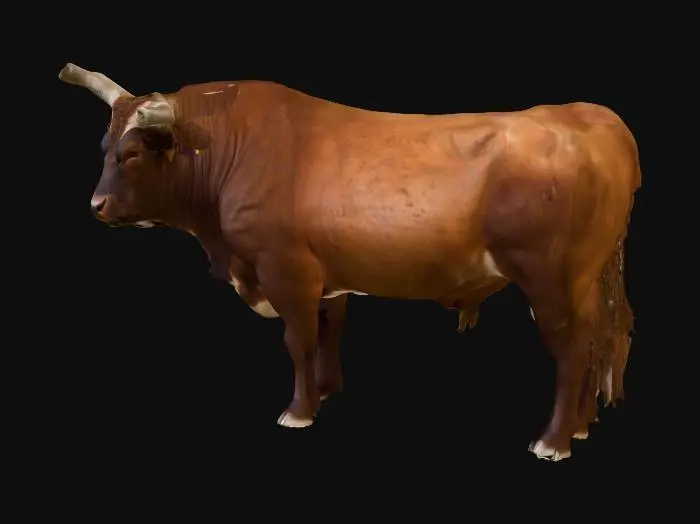 3D model for Bushwacker bull