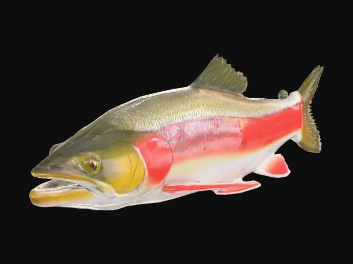 3D model for i would like a "red band trout" fish model. 
