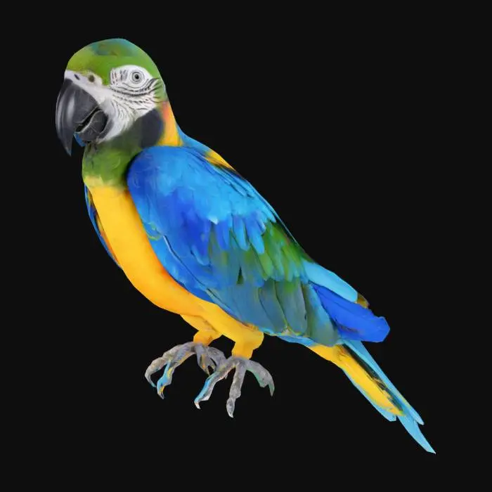 3D model for Majestic Macaw