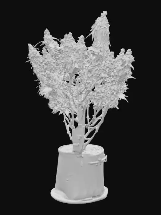 3D model for Cannabis Blossom