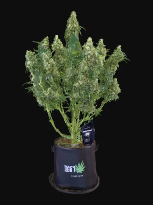 3D model for Cannabis Blossom