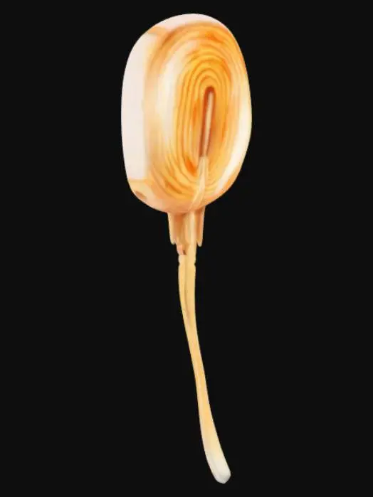 3D model for Pacinian Corpuscle Diagram