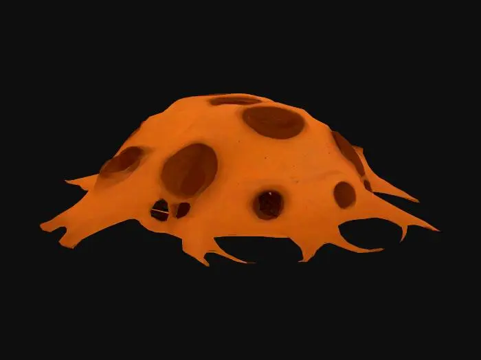 3D model for Spotted Shellback
