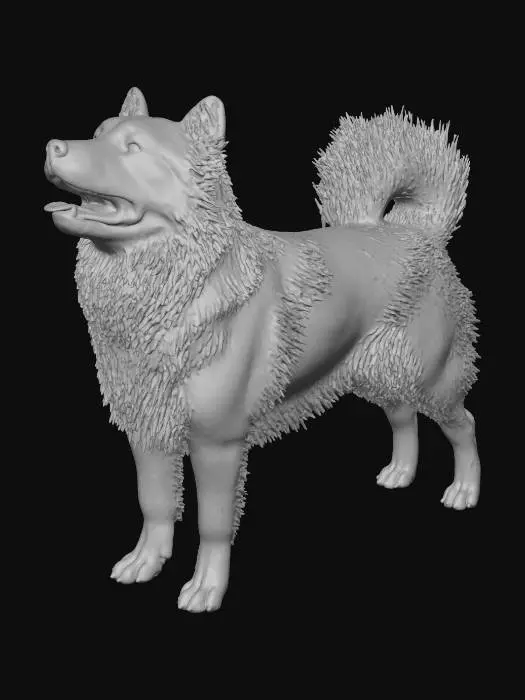 3D model for Schipperke