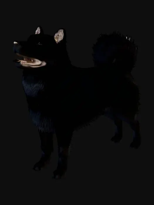3D model for Schipperke