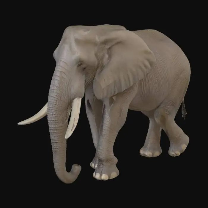 3D model for A large African Bush Elephant with detailed wrinkled skin, realistic tusks, neutral walking pose, 3D game asset, high-resolution textures.