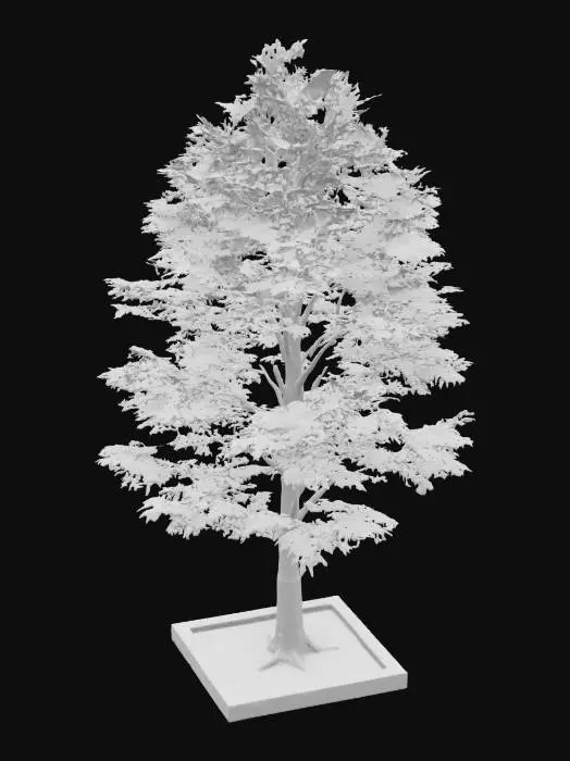 3D model for Liquidambar styraciflua tree planted in an anthracite border built of blocks, the border is 1 by 1 meter and the tree is about 5 meters high.