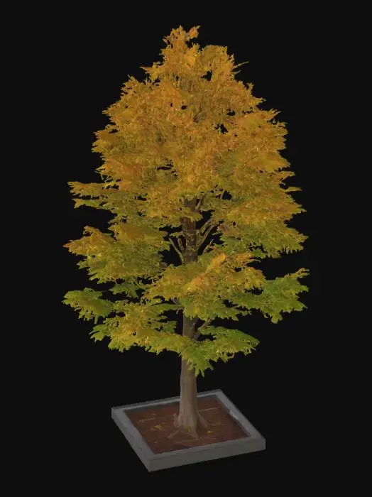 3D model for Liquidambar styraciflua tree planted in an anthracite border built of blocks, the border is 1 by 1 meter and the tree is about 5 meters high.