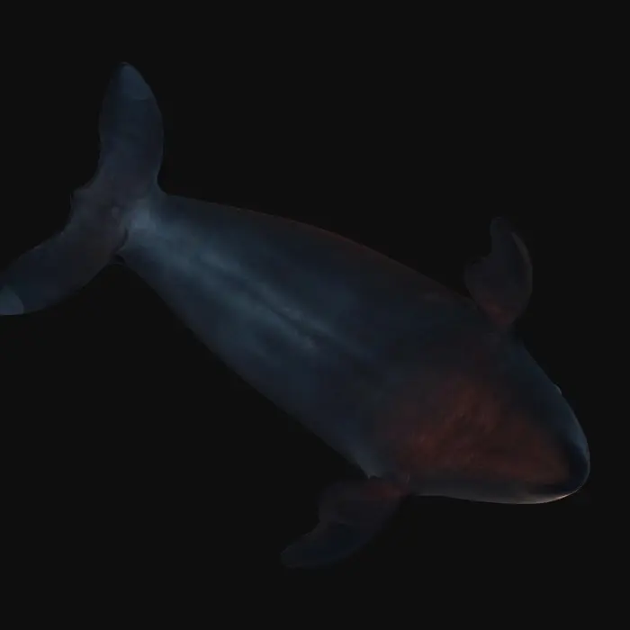 3D model for A giant floating albino sperm-whale. A realistic sperm-whale swimming above the clouds. The whale has balmy milk colored skin and giant black eyes. 8K textures.