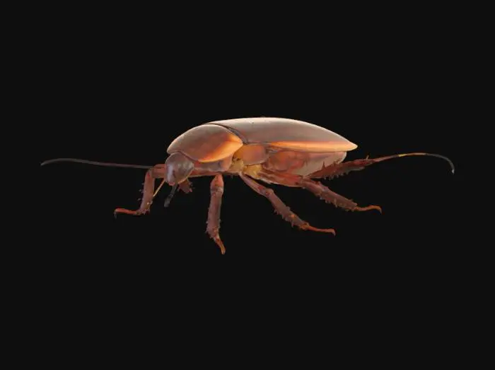 3D model for Can you generate a normal cockroach
