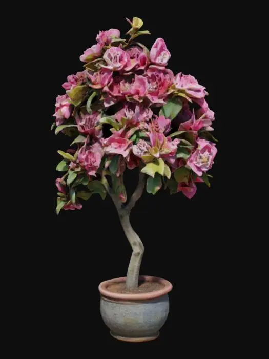3D model for beautiful flowering crab-apple tree in a pot. , #garden#