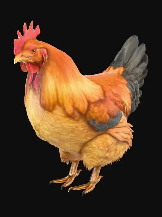 3D model for hyper realistic chicken