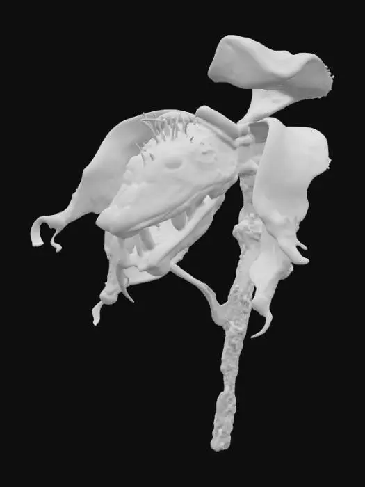 3D model for Snake Blossom