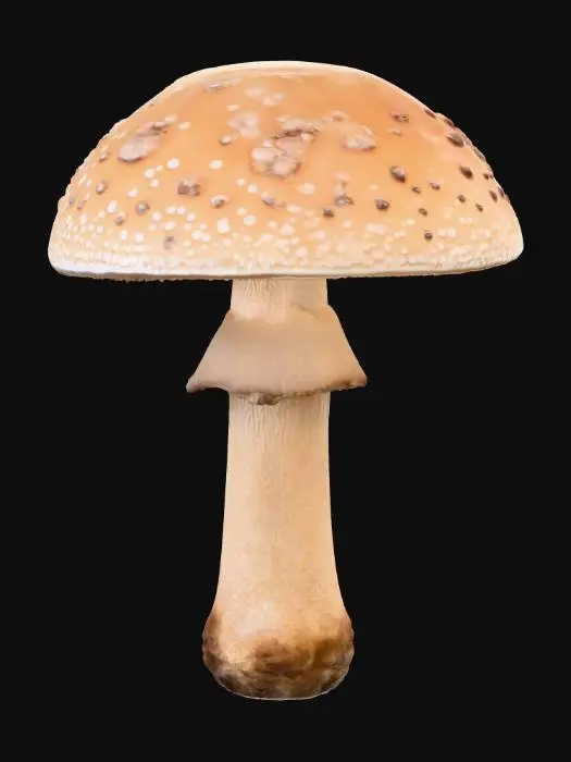 3D model for Woodland Mushroom Majesty