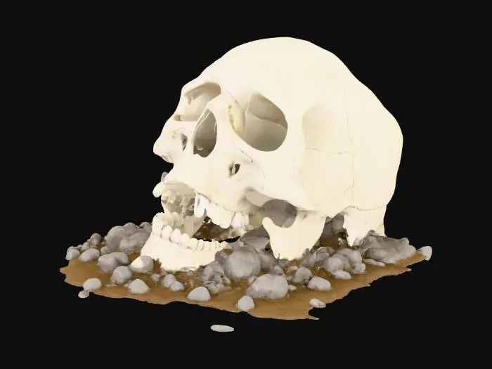 3D model for I want to take the skull model and put it on its side but i want the skull to be cut in half at a 45degree angle to tr to look like the skull is half buried in the ground. I also want open eye sockets